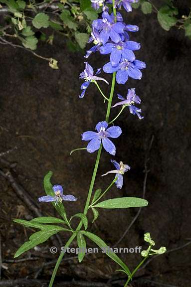 delphinium nuttallianum 5 graphic